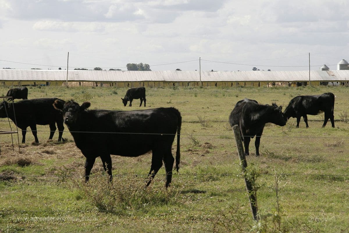 Bovinos de pelagem preta pastando em campo cercado