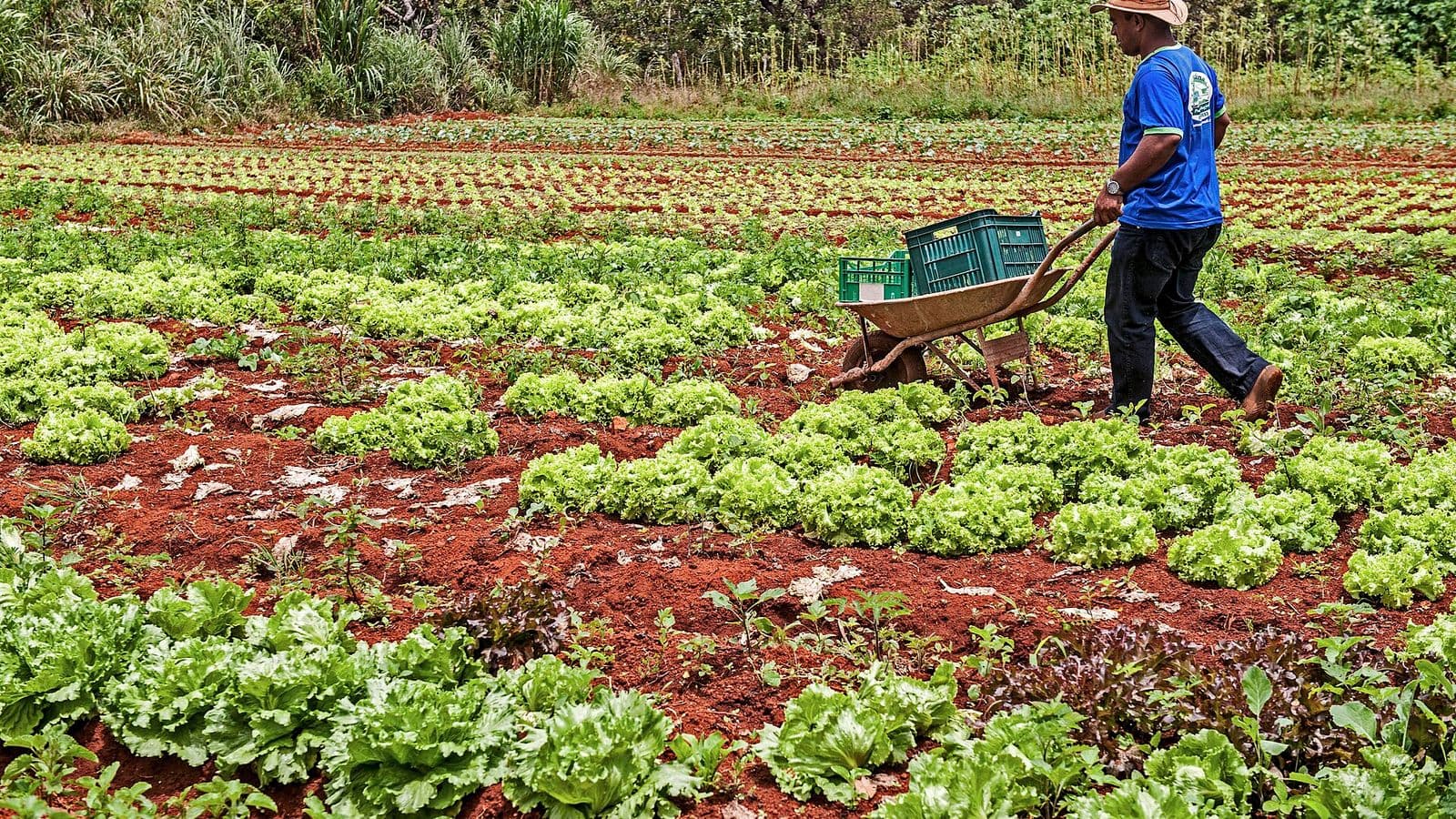 Agricultor de chapéu empurra um carrinho de mão com caixas plásticas entre canteiros de alface em solo vermelho