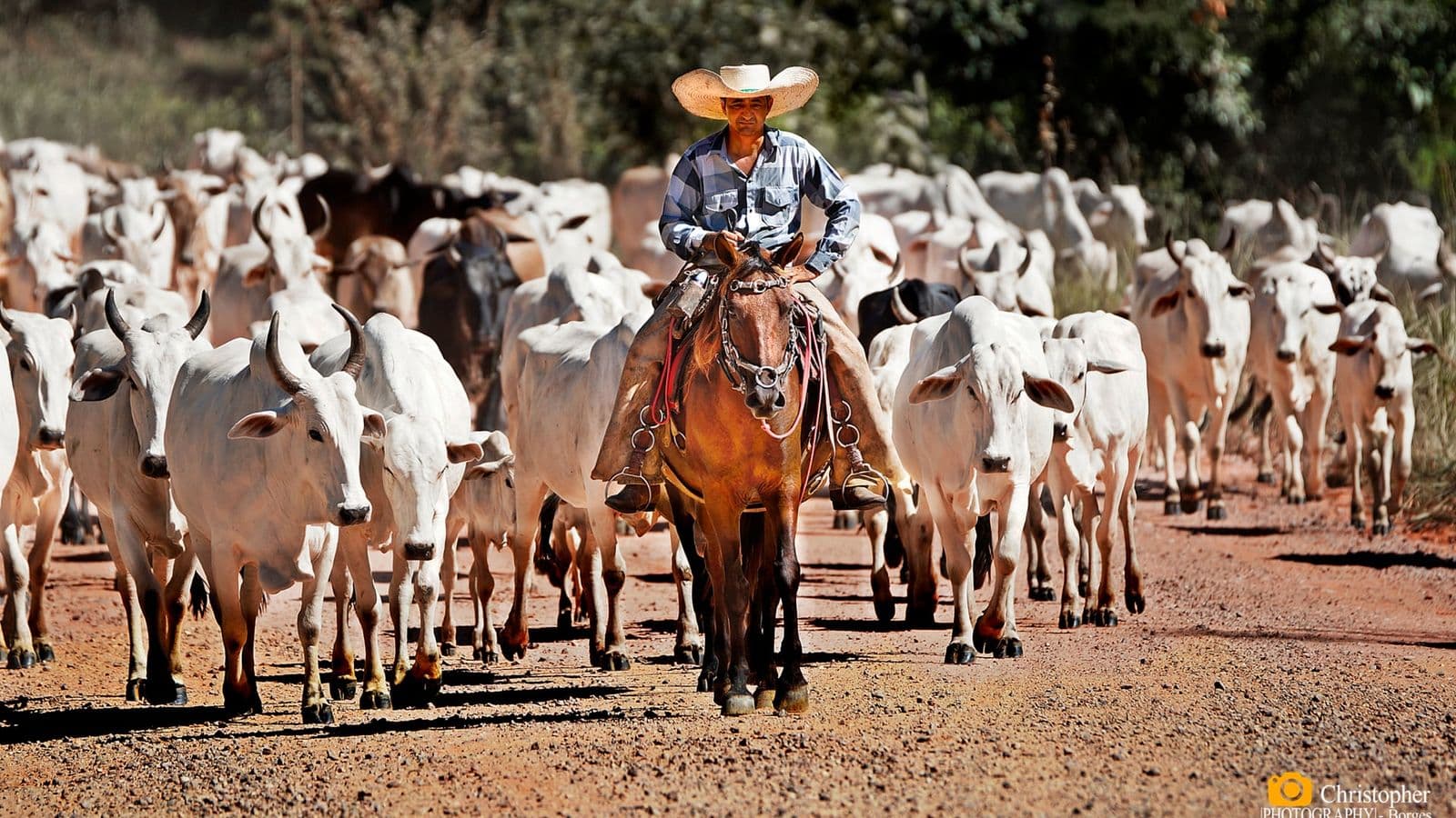 Boiadeiro de chapéu, montado a cavalo, à frente de uma boiada de gado nelore branco