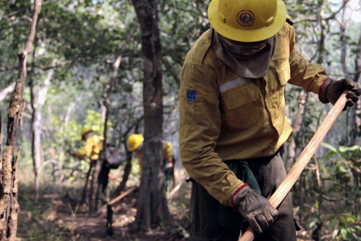 Brigadista de capacete amarelo e uniforme do Ibama usa ferramenta para abrir aceiro no chão da mata, com outros brigadistas ao fundo