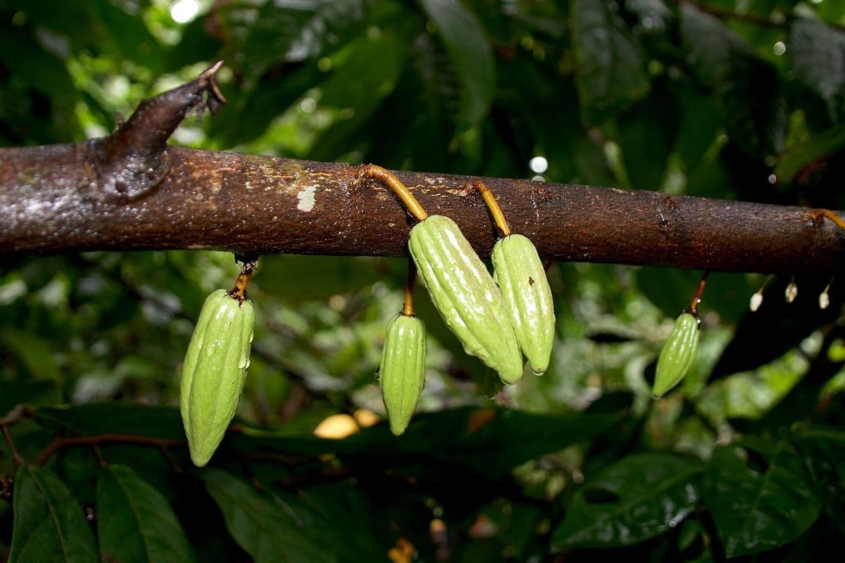 Pequenos frutos verdes de cacau pendurados em um galho