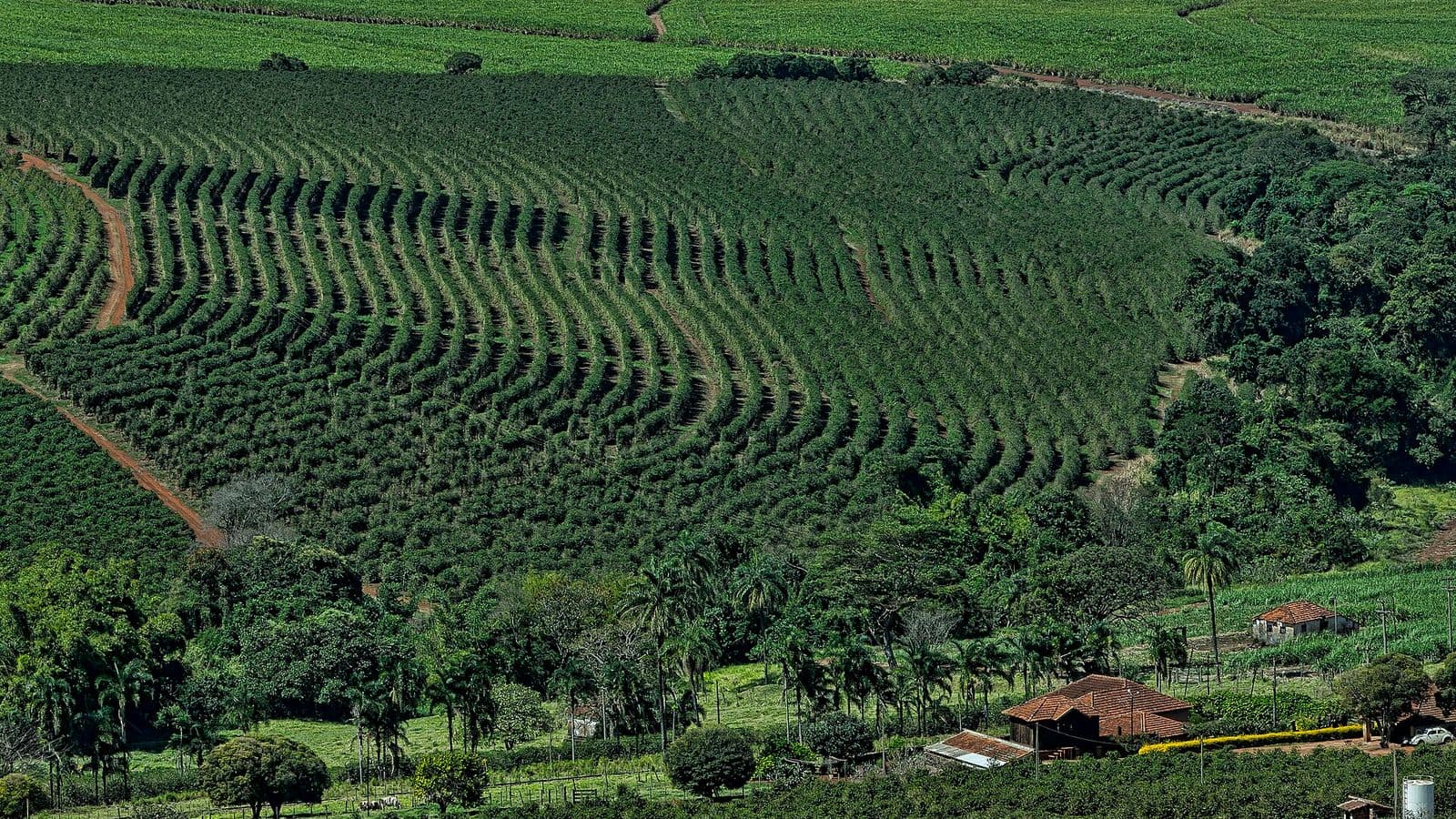 Vista do alto de um cafezal com fileiras curvas de pés de café, canaviais ao fundo e uma sede de fazenda com telhado de barro em primeiro plano
