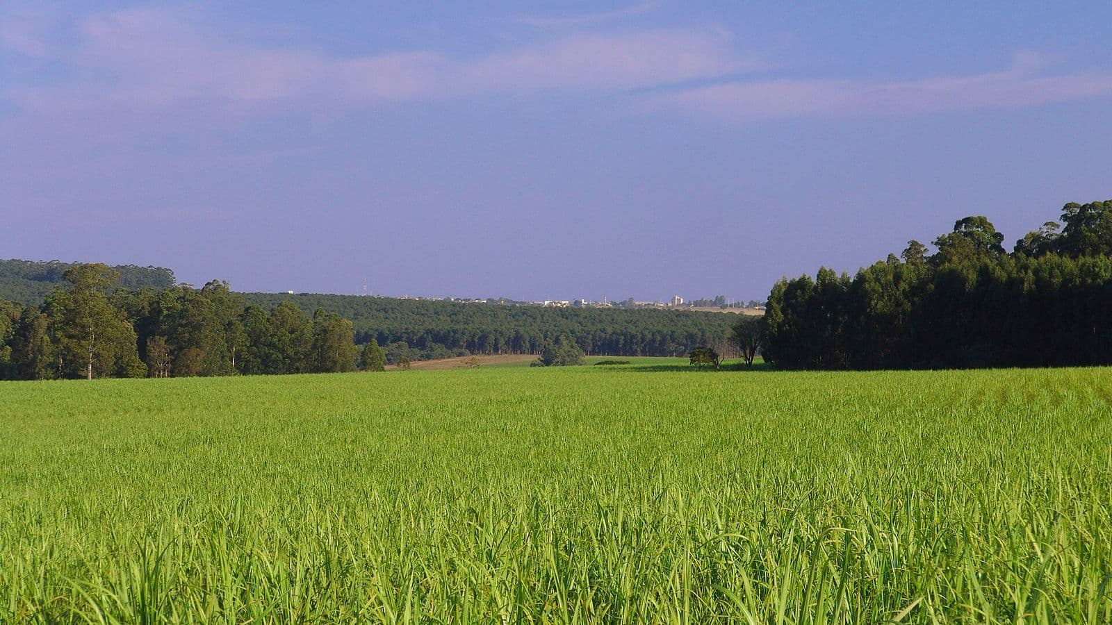 Canavial verde e baixo se estende até uma faixa de eucaliptos, sob céu azul