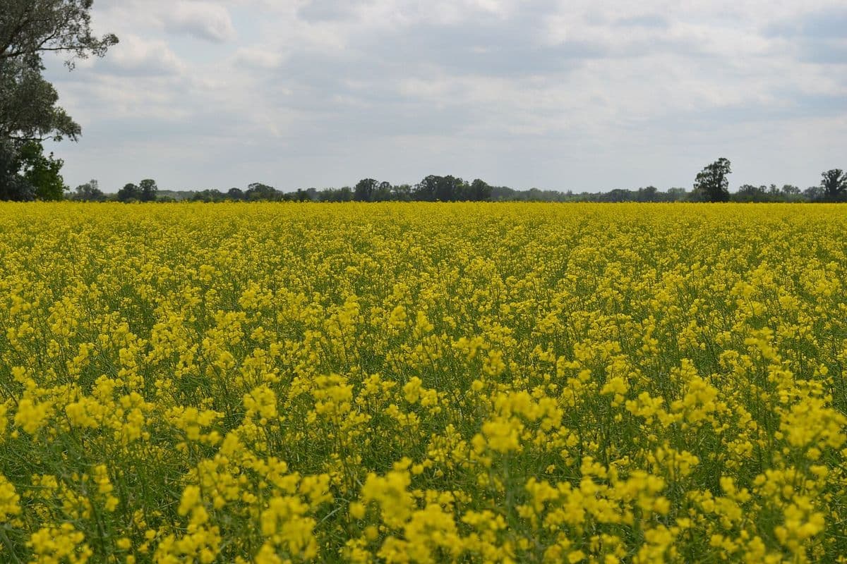 Lavoura de canola com flores amarelas e árvores no horizonte