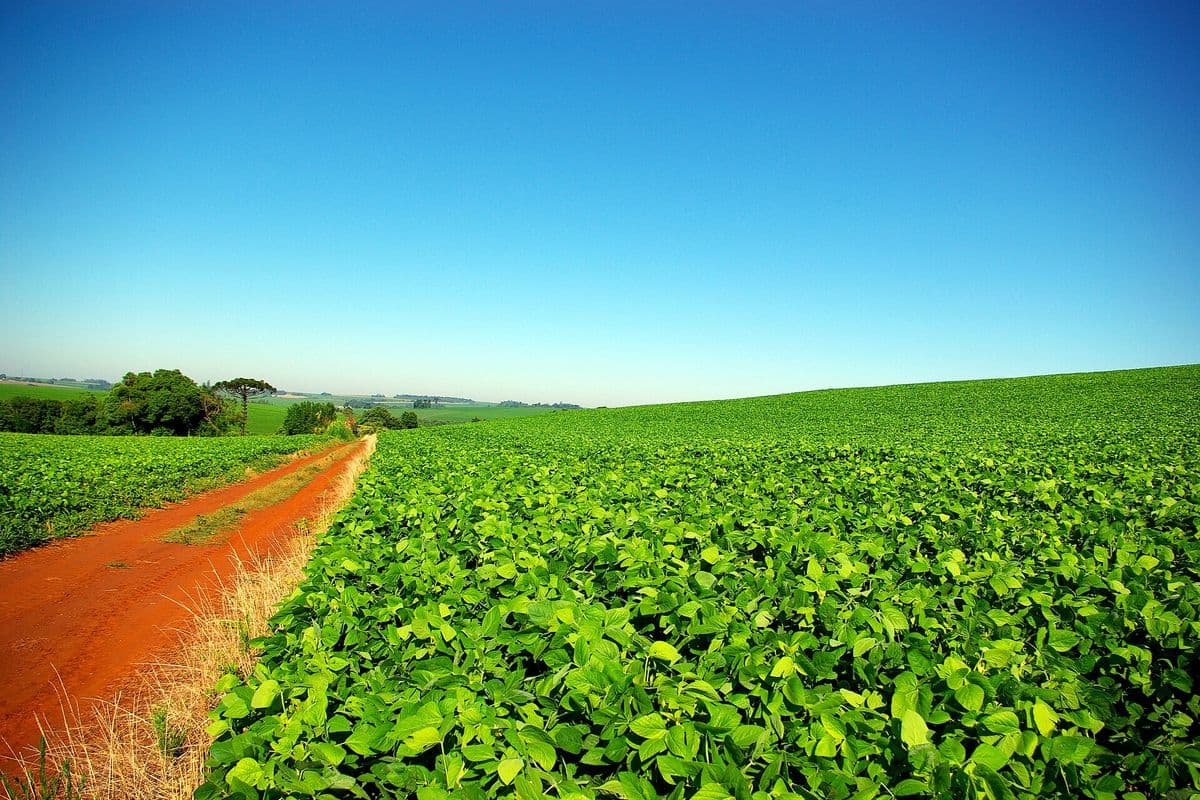 Lavoura de soja verde ao lado de uma estrada de terra vermelha