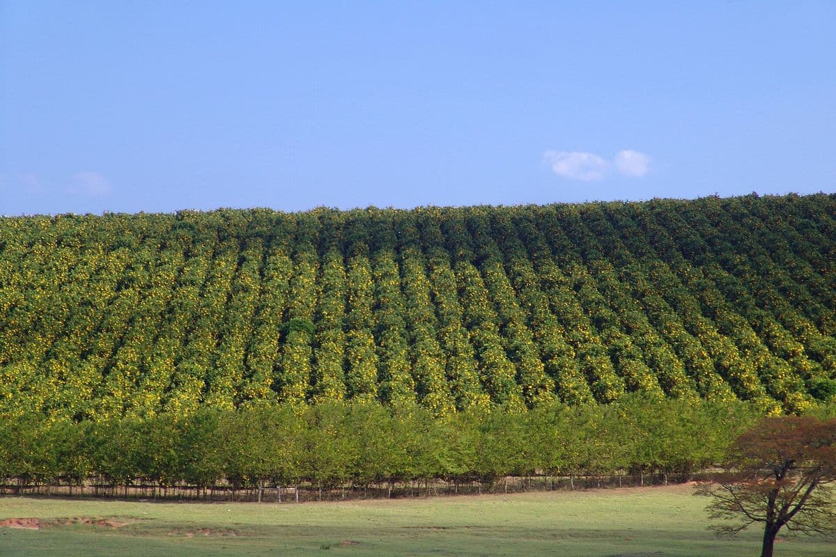 Fileiras de laranjeiras em um pomar em encosta