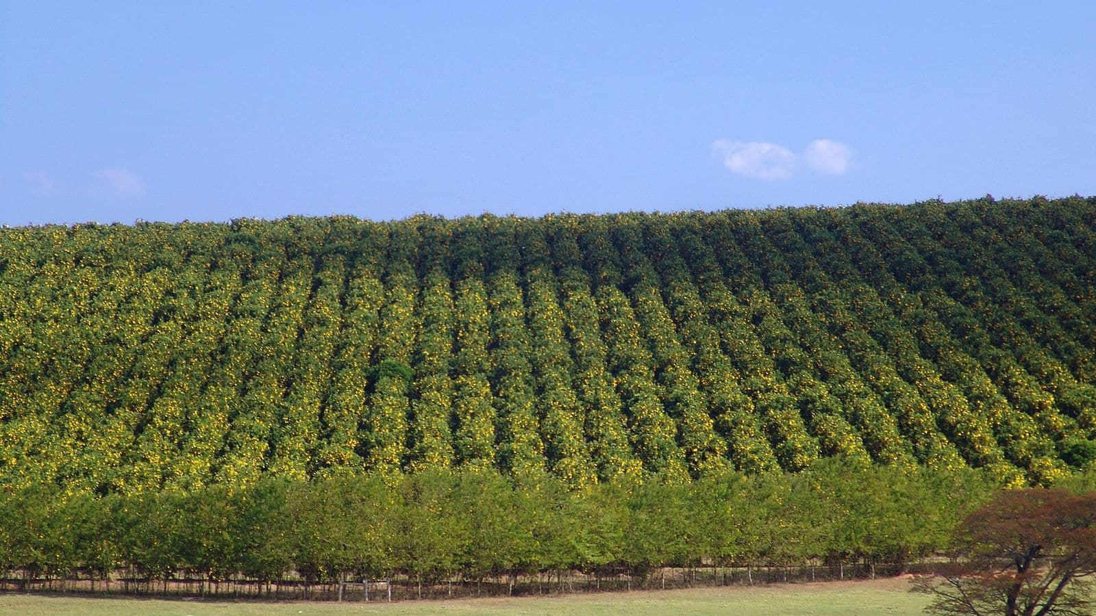 Fileiras de laranjeiras em um pomar em encosta