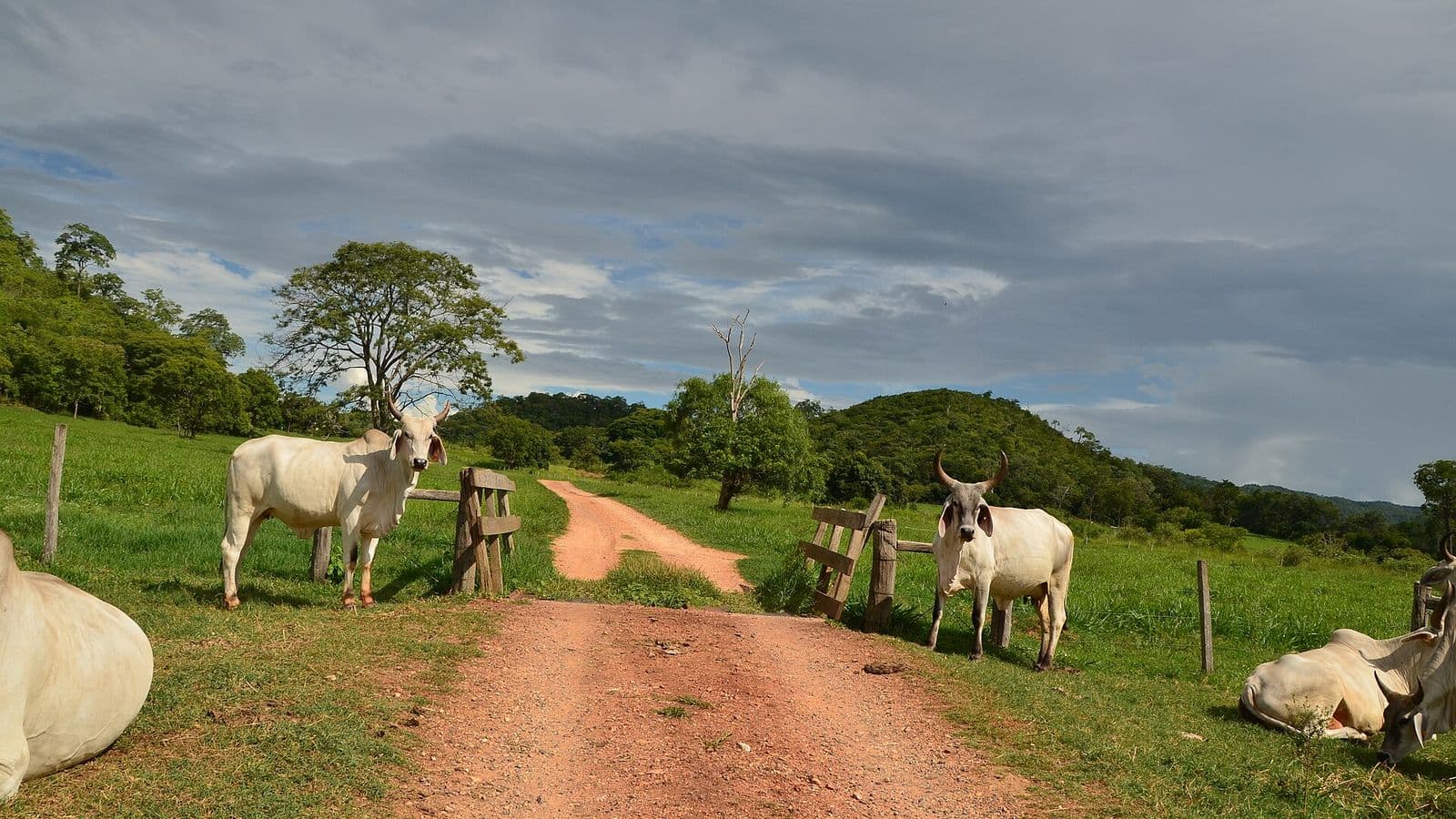 Vacas nelore brancas em uma estrada de terra vermelha entre pastos verdes, sob céu nublado