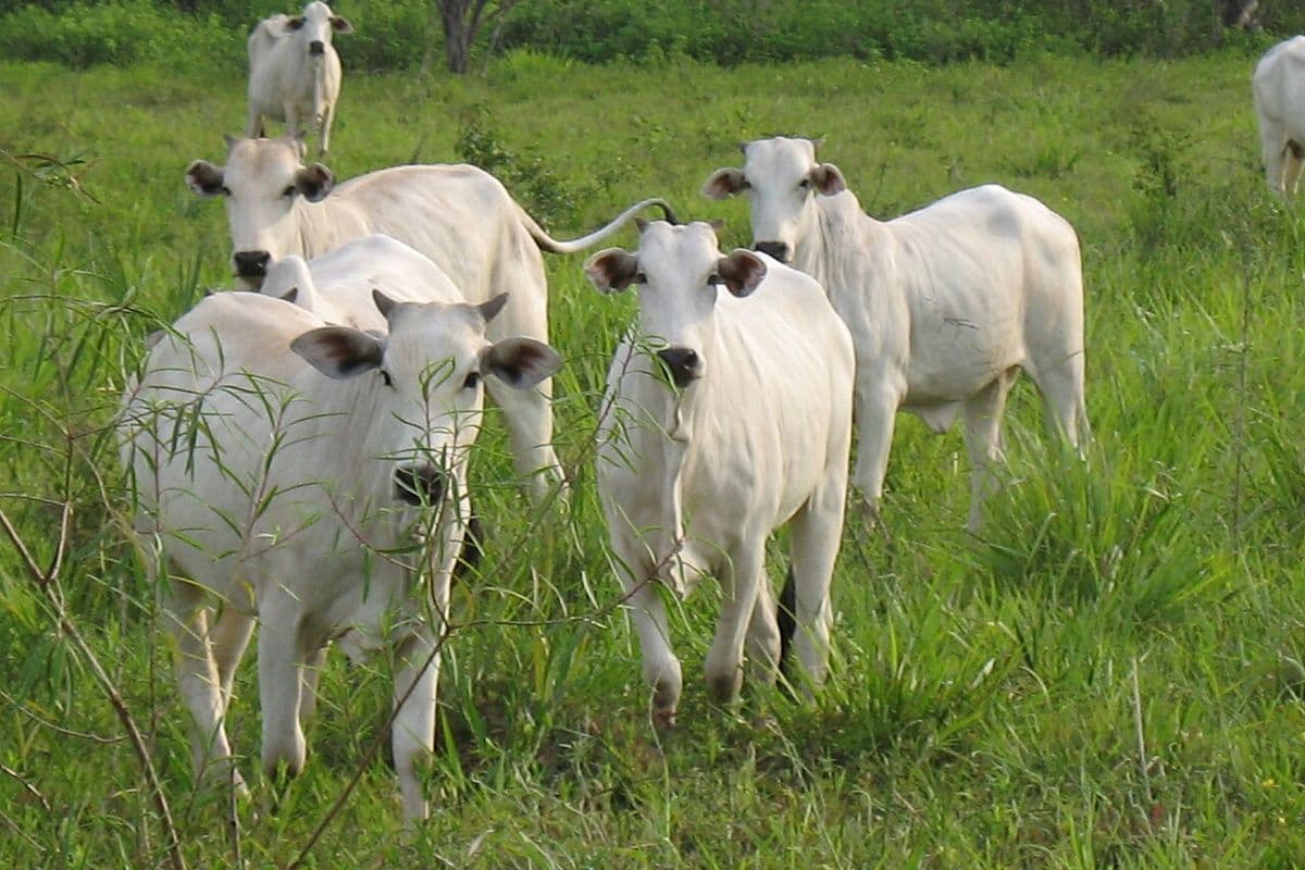 Grupo de bovinos nelore jovens, brancos, em pasto alto e verde, olhando para a câmera