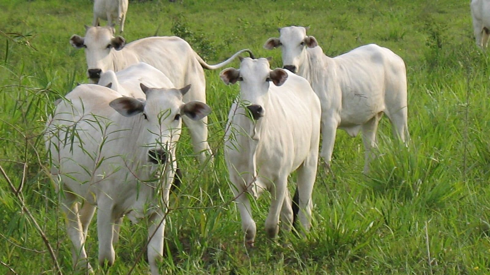 Grupo de bovinos nelore jovens, brancos, em pasto alto e verde, olhando para a câmera