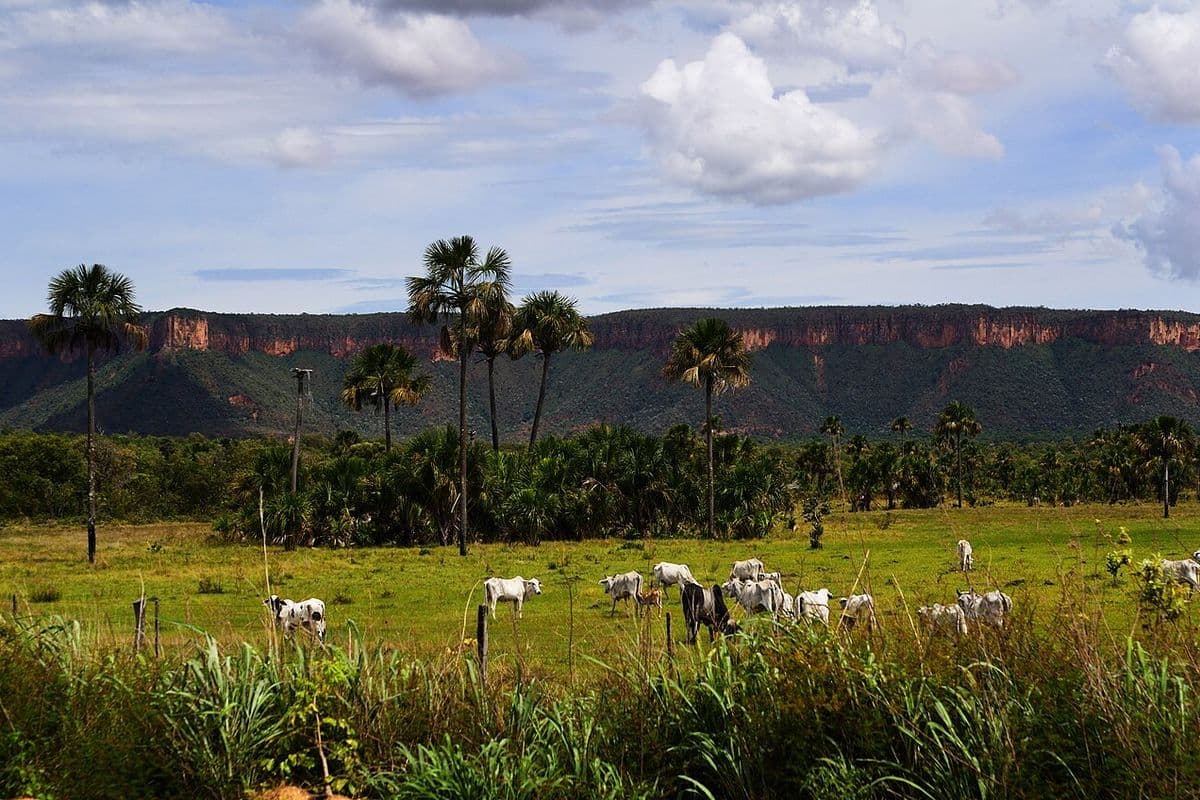 Gado nelore branco pastando em campo verde com buritis e uma chapada de paredões avermelhados ao fundo