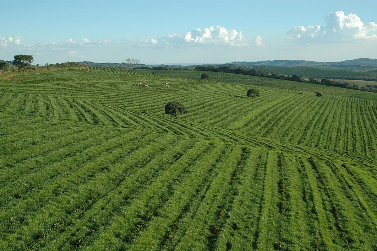 Fileiras de cafeeiros verdes cobrem colinas suaves, com algumas árvores isoladas e mata ao fundo, sob céu azul
