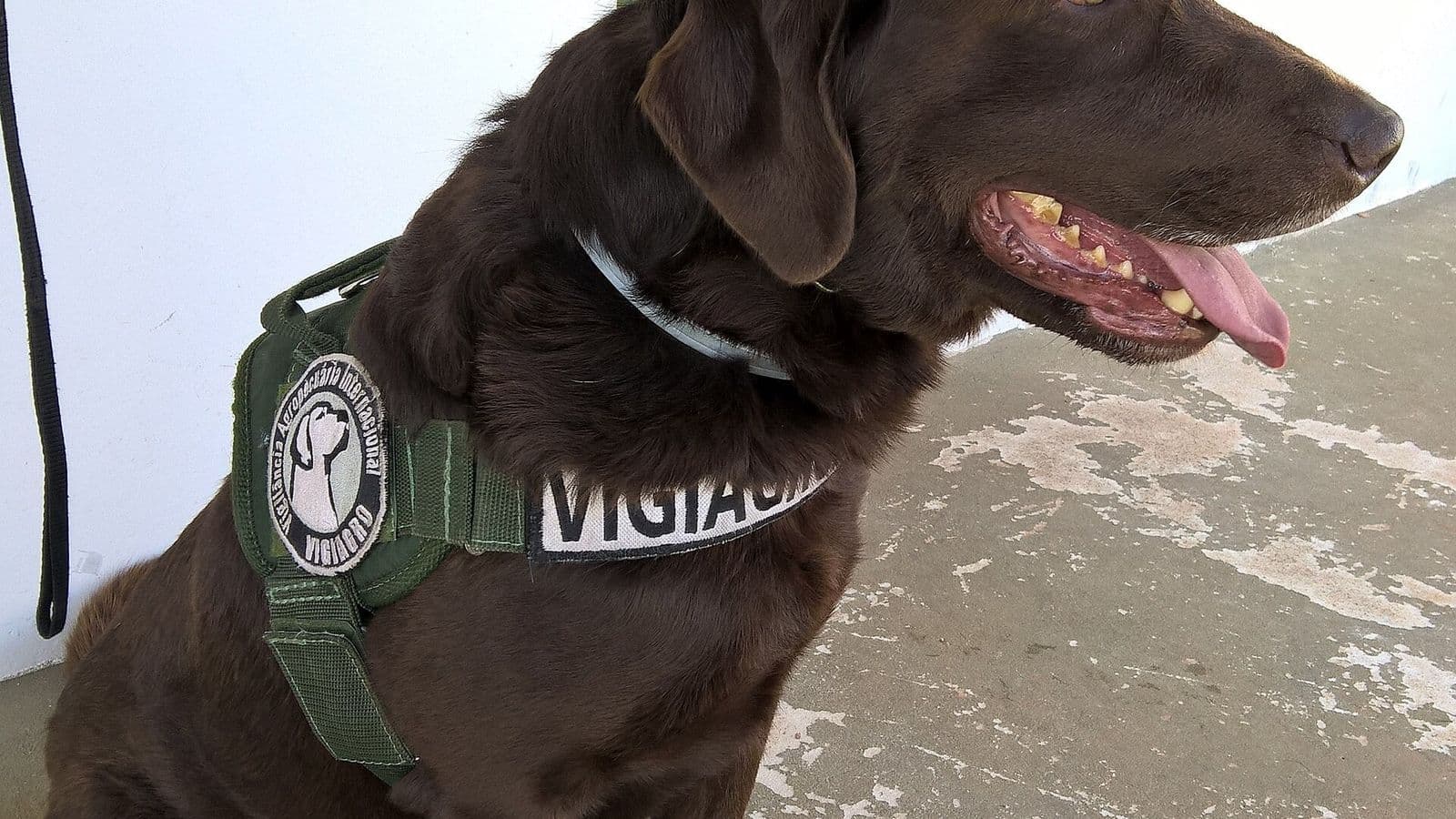 Cão labrador marrom com colete do Vigiagro