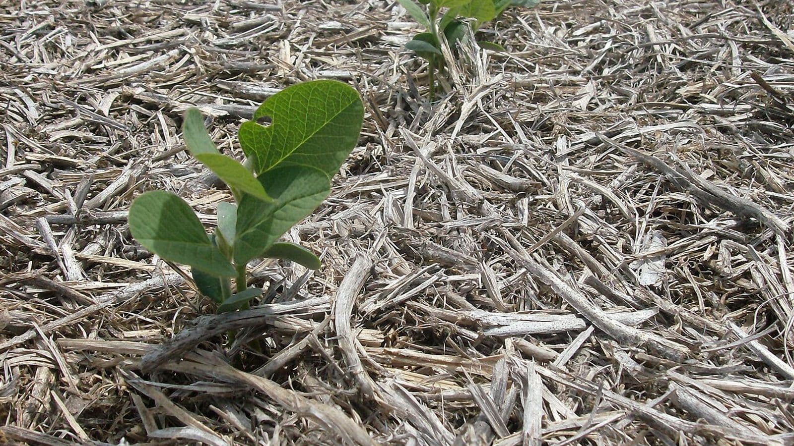Duas plantas jovens de soja, com as primeiras folhas abertas, nascendo no meio da palha seca da lavoura anterior