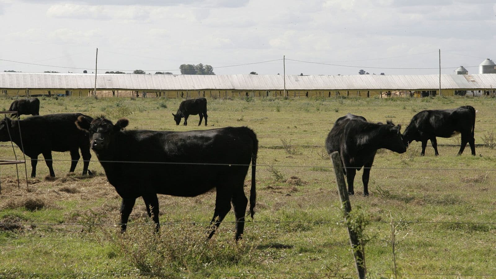 Bovinos de pelagem preta pastando em campo cercado