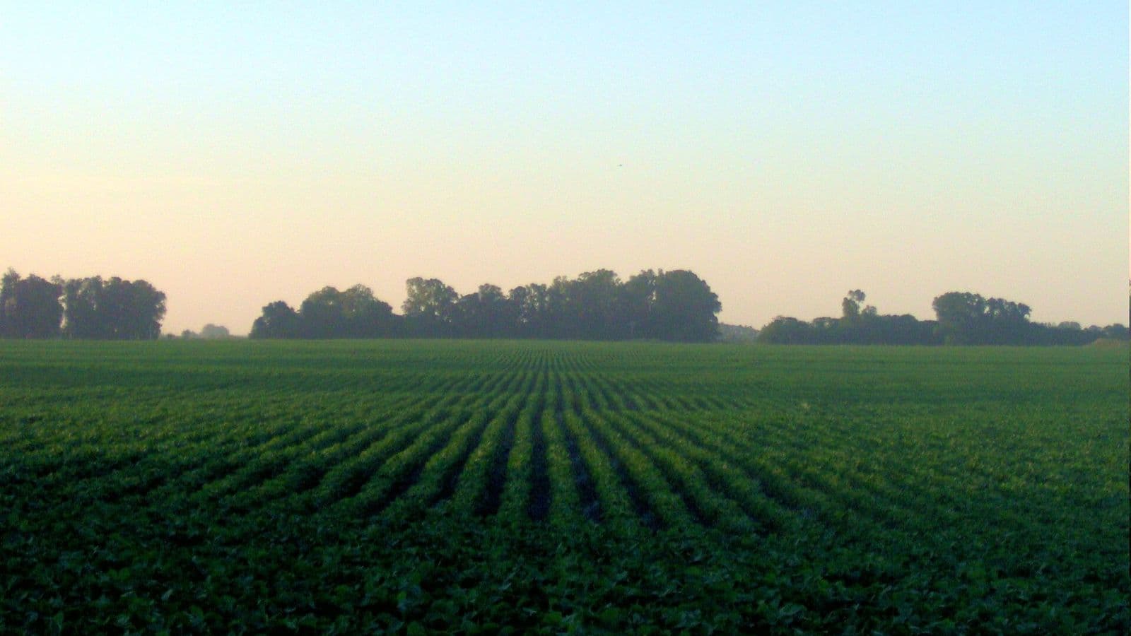 Lavoura de soja ao amanhecer, com árvores no horizonte
