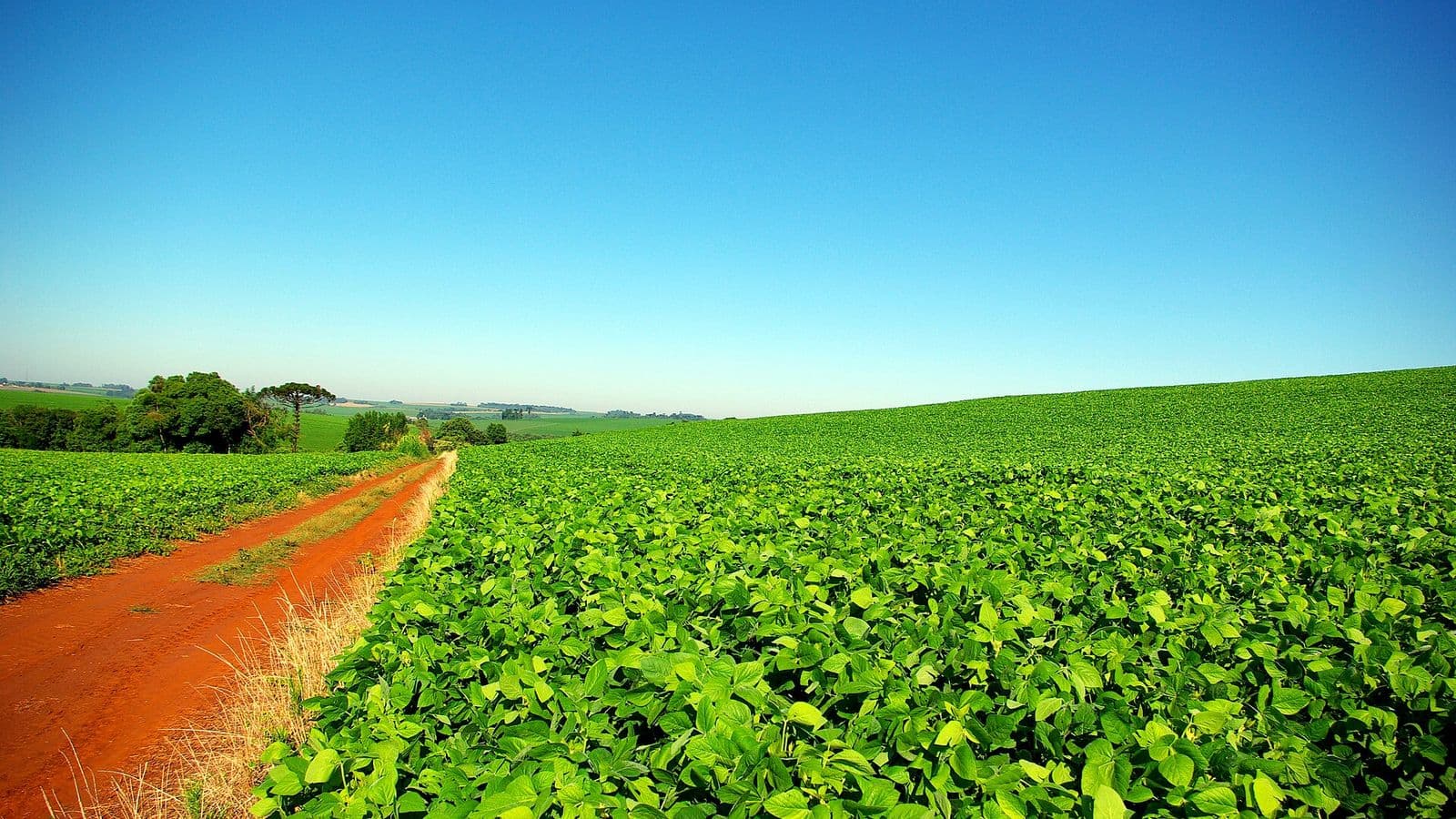 Lavoura de soja verde ao lado de uma estrada de terra vermelha