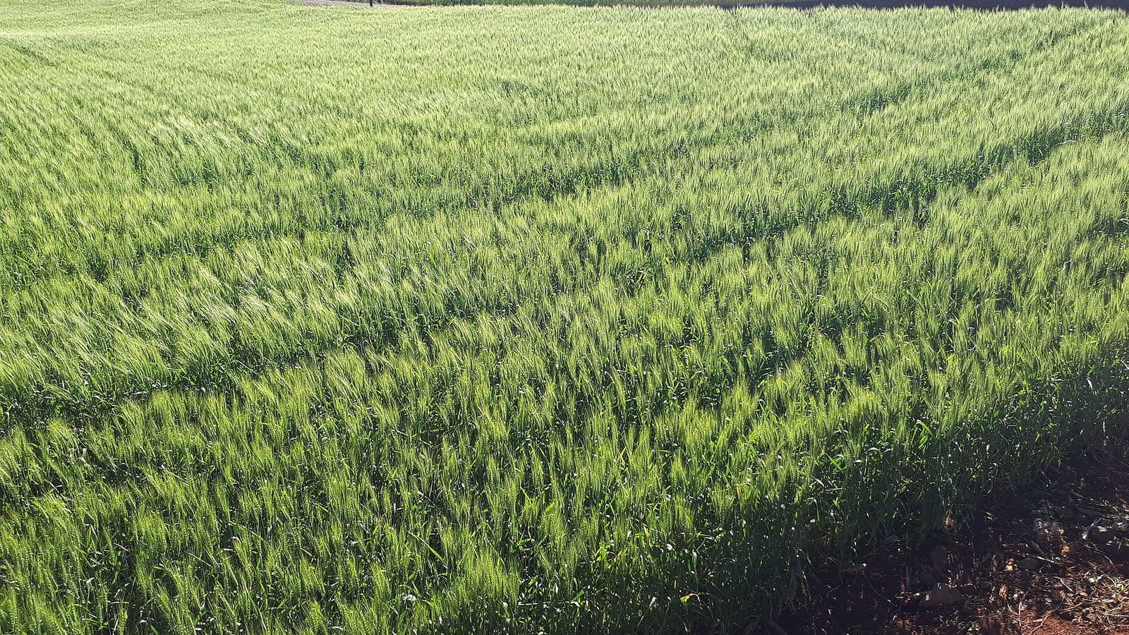 Lavoura de trigo verde em pequena propriedade rural