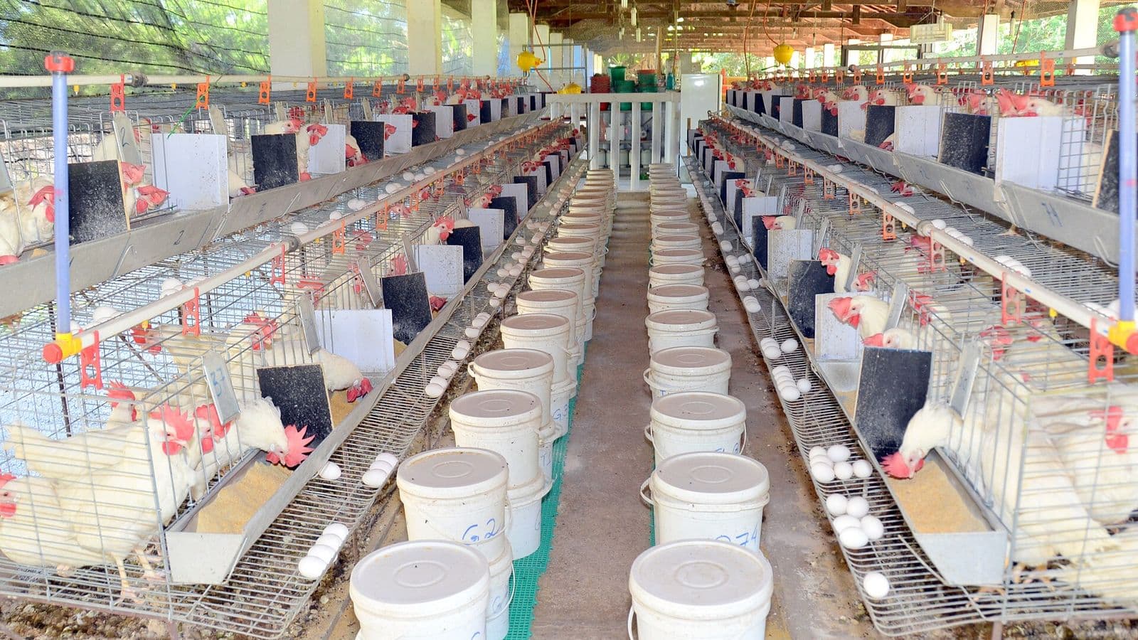 Corredor de um galpão com gaiolas de galinhas poedeiras e ovos nas bandejas