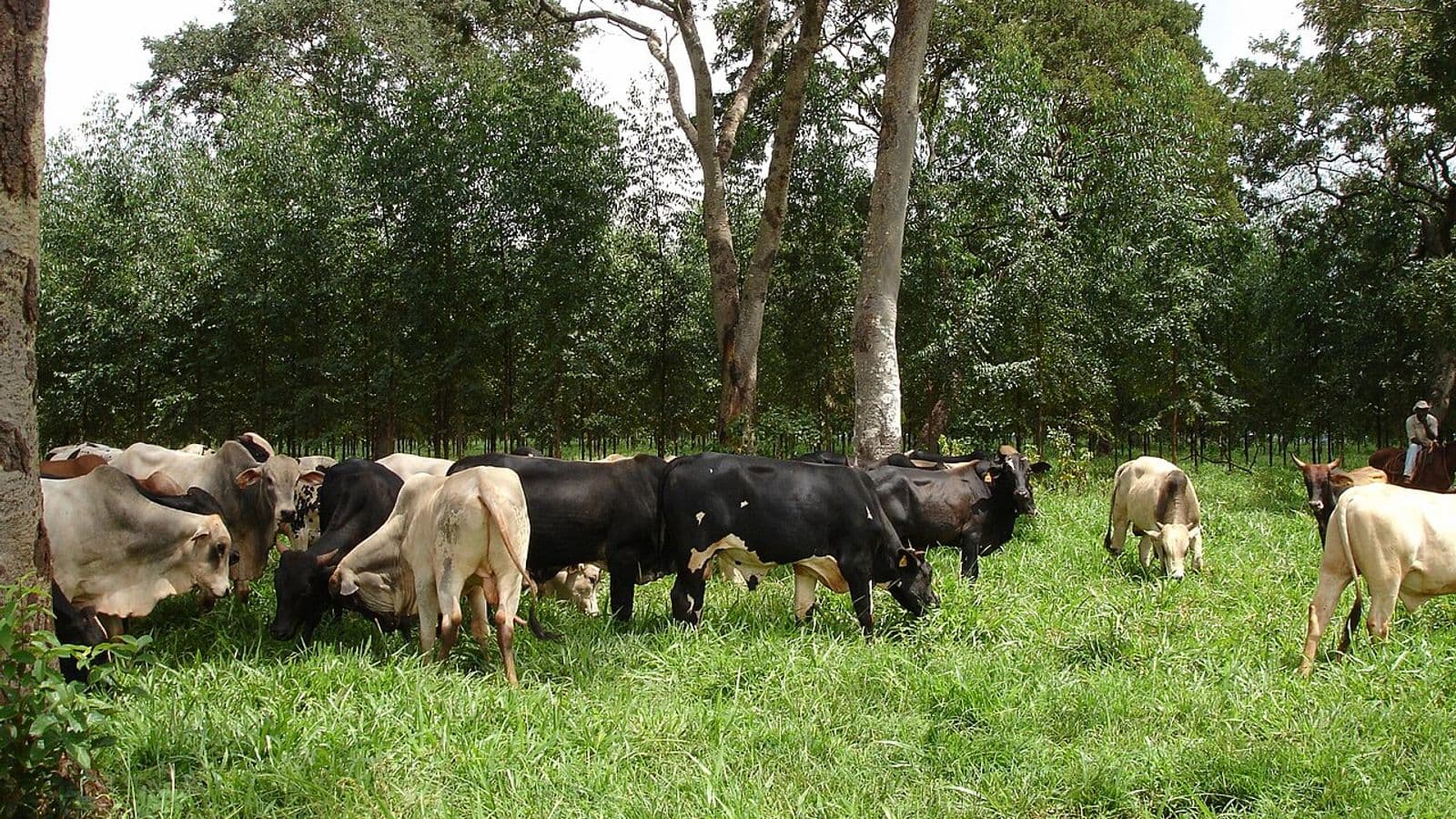 Rebanho de bovinos zebuínos e mestiços pastando em capim verde entre fileiras de árvores, com um vaqueiro a cavalo ao fundo